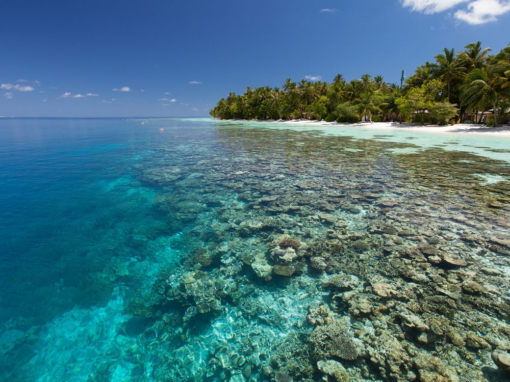 Das Hausriff von Vilamendhoo gehört zu den schönsten und interessantesten des Ari-Atolls.