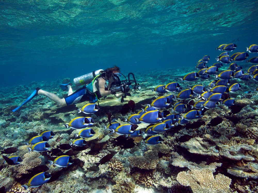 Das Tauchgebiet im Nordmale-Atoll verspricht spektakuläre Tauchplätze mit wunderschön von Weichkorallen bewachsenen, fischreichen Thilas und Kanäle mit allerlei Grossfischen.