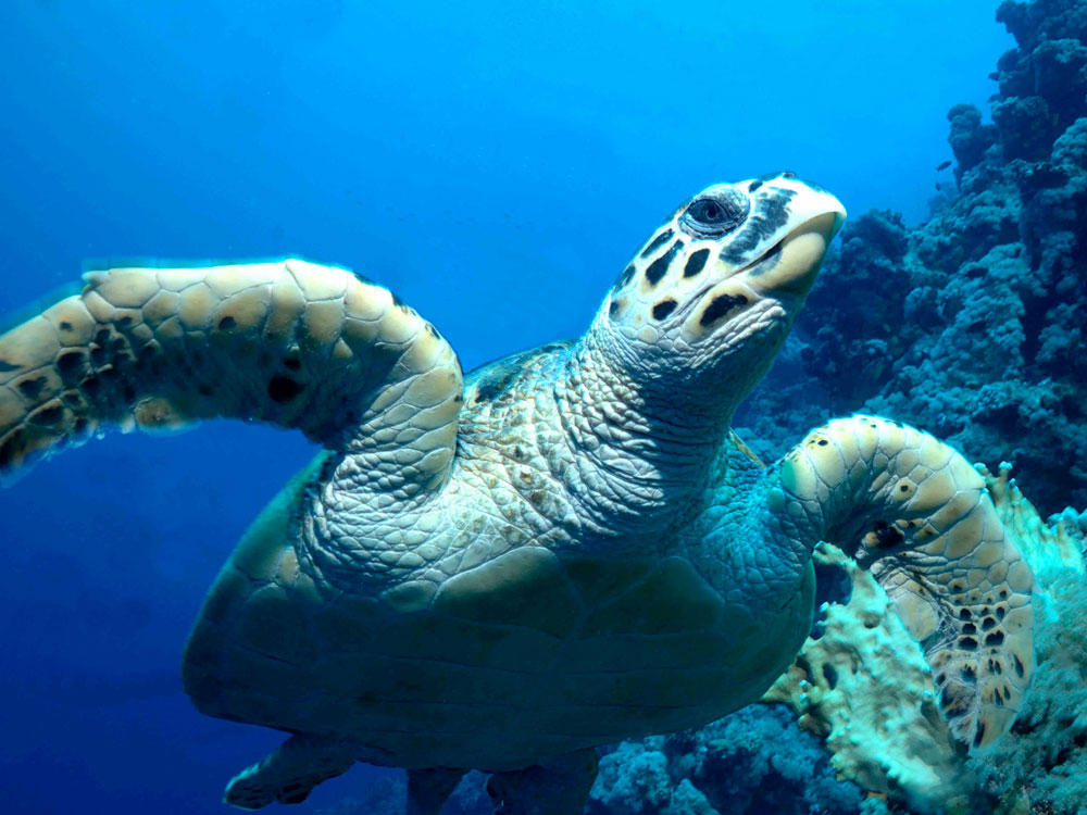 Sun Siyam Vilu Reef ist eine familienfreundliche, luxuriöse smaragdgrüne Insel.